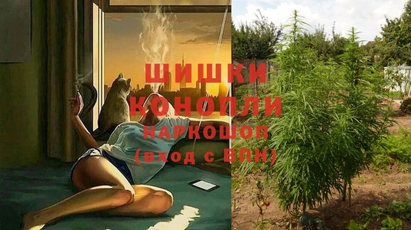 прущие грибы Медвежьегорск